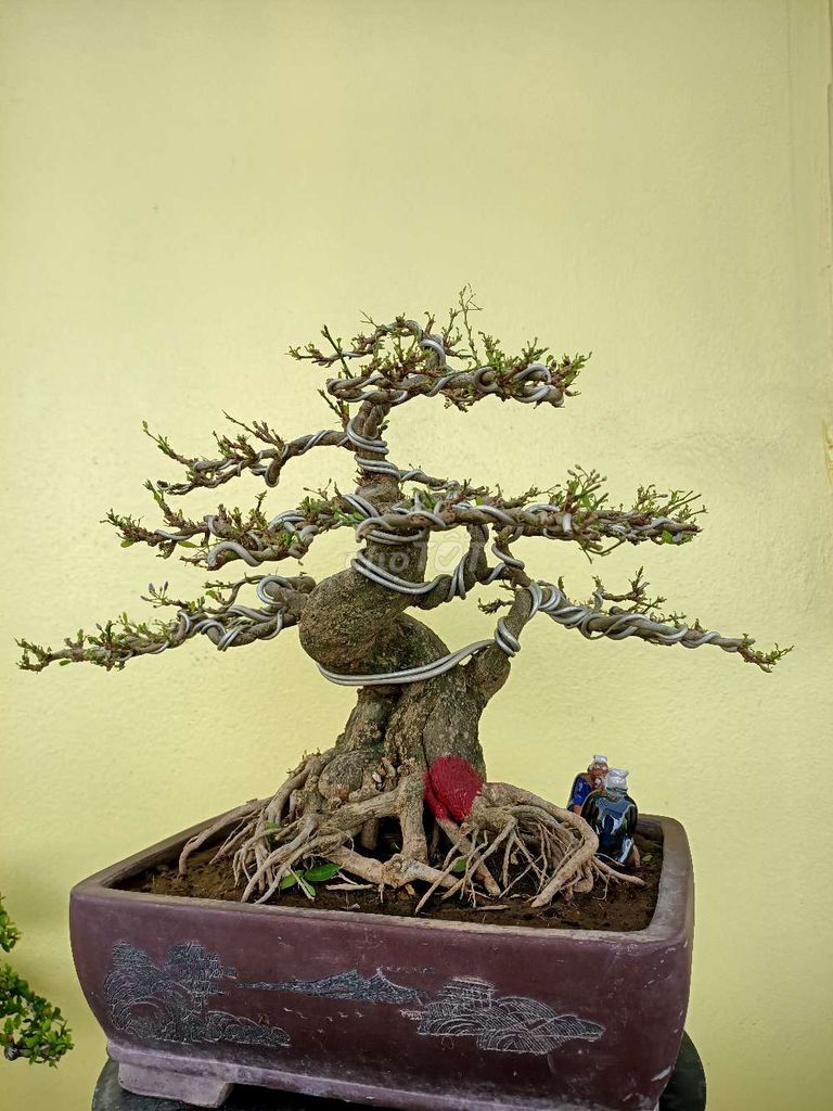 0399406285 - Lộc vừng linh sam sông hinh cây bonsai gl với ace