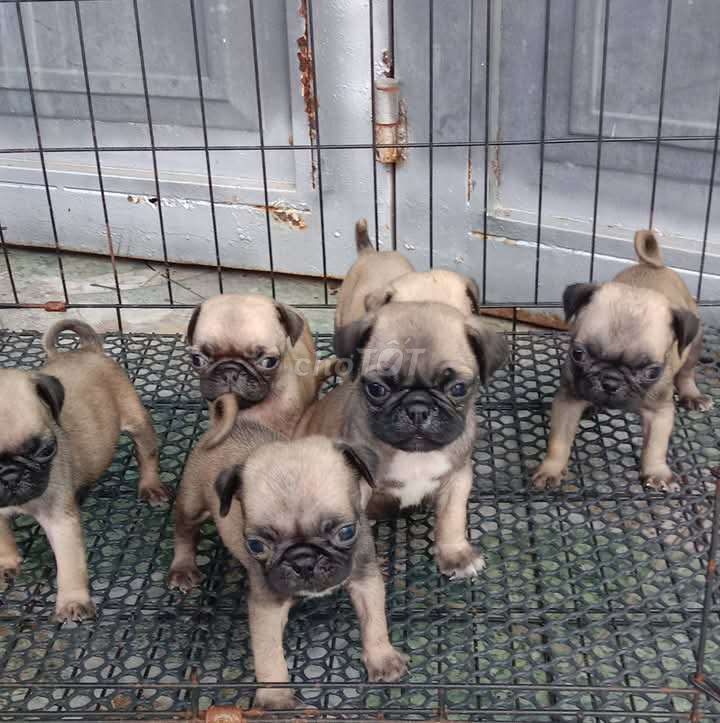 Trại Chó Hoàng Dũng: Pug Xệ