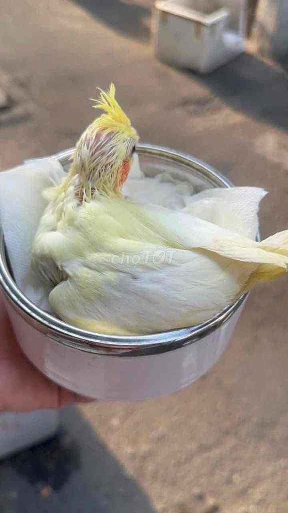 Vẹt Cockatiel Lutino. Mua bán Chim tại Quận Bình Thạnh Tp Hồ Chí Minh được đăng bởi Bích Trâm hình 1