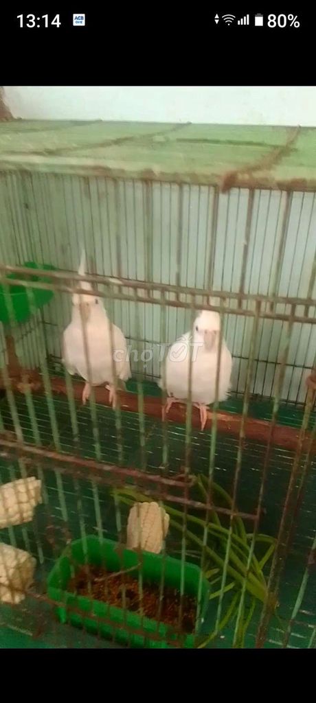 Vẹt Cockatiel Trắng. Mua bán Chim tại Quận 8 Tp Hồ Chí Minh được đăng bởi Tài Cá hình 1