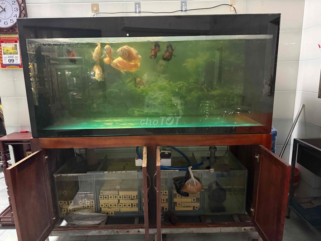 Hồ cá Kính Gỗ 175x80cm. Mua bán Phụ kiện, Thức ăn, Dịch vụ tại Quận Ninh Kiều Cần Thơ được đăng bởi Đại Đao Trần hình 1