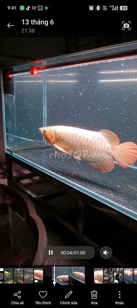 Cần chuyển nhượng em huyết đuôi càng.