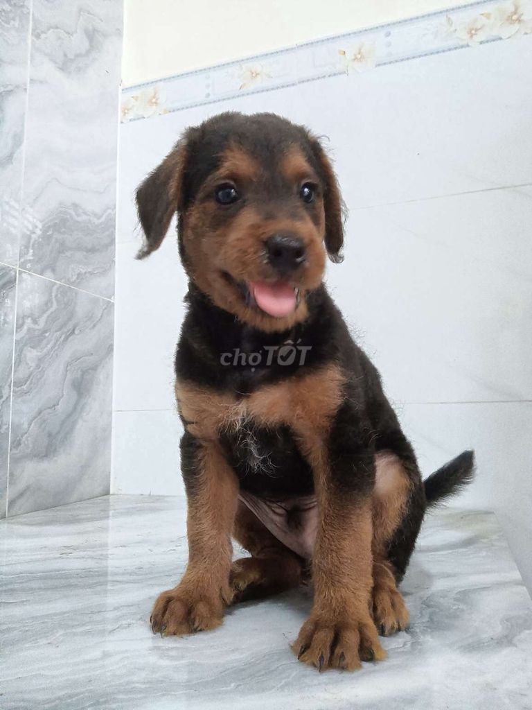 Chó Rottweiler đực 2 tháng đã tiêm. Mua bán Chó tại Quận 6 Tp Hồ Chí Minh được đăng bởi Tăng Chí Lương  hình 1