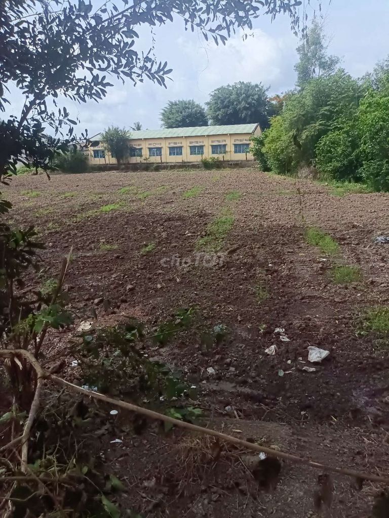Lộ nhựa 50m mặt tiền điện nước đầy đủ dân cư đông đúc. Mua bán đất tại Huyện Lai Vung Đồng Tháp được đăng bởi Tùng Lê hình 1