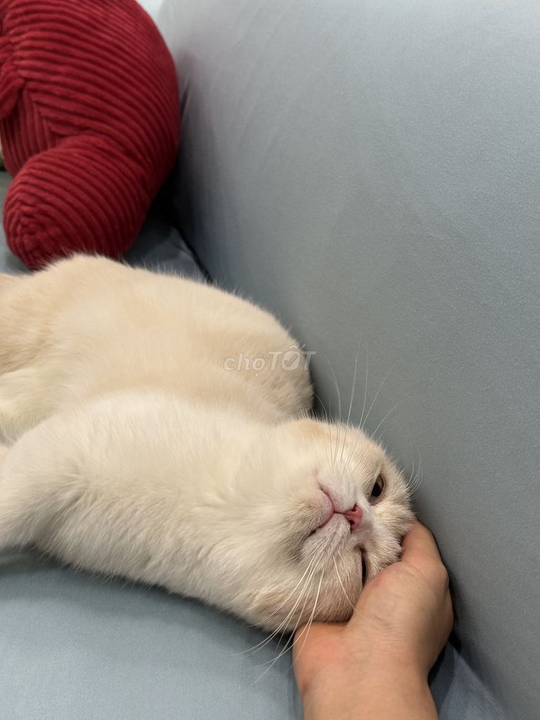 Mèo ALN 2 tuổi. Mua bán Mèo tại Quận Thanh Xuân Hà Nội được đăng bởi Linh San hình 1