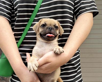 Chó thộn đực màu Nâu
