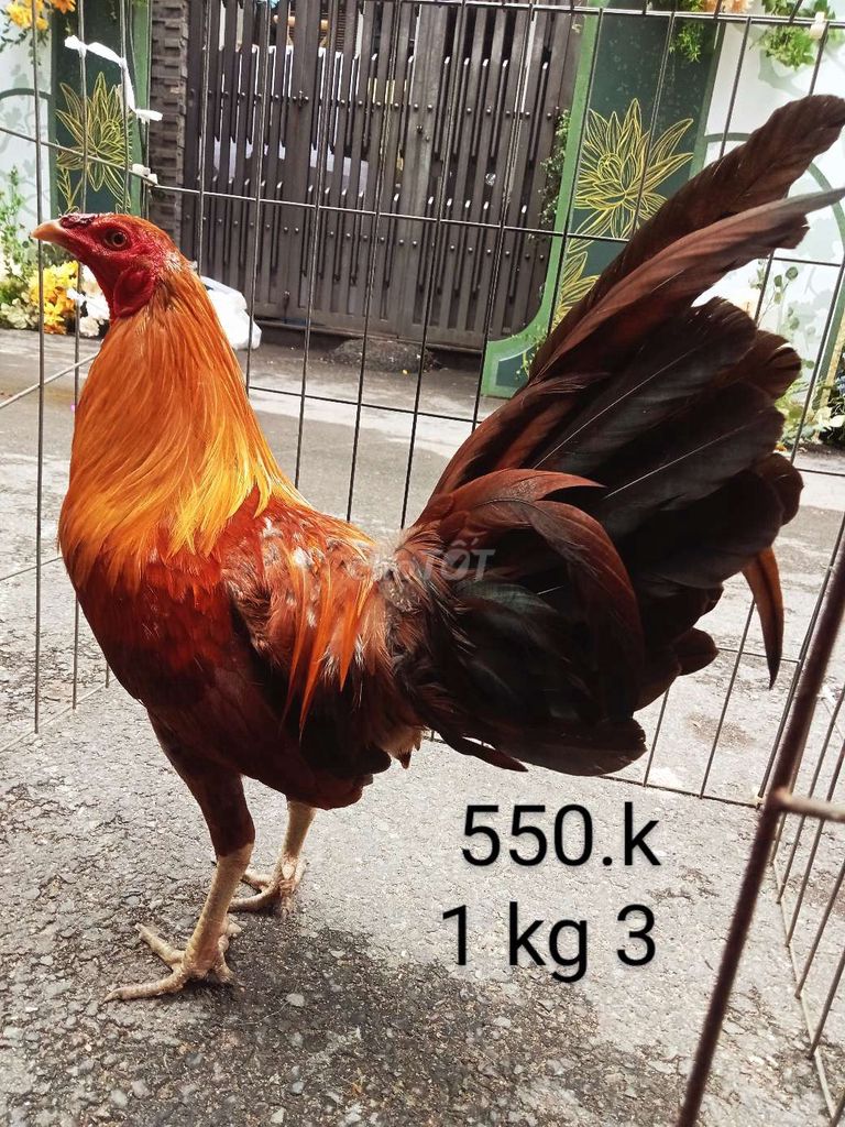 Khét 1 kg 3 yếu gà tre zin ae hợp lh