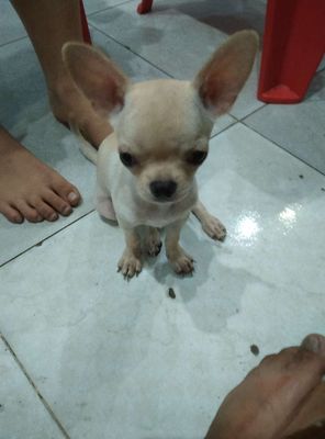 Chihuahua màu kem xinh xắn tìm nhà mới.
