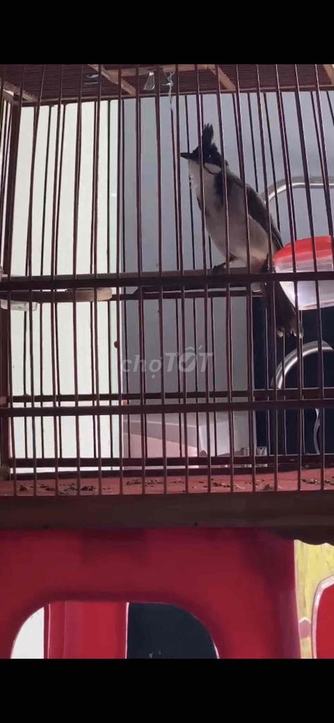 Chim chào mào trống bổi. Mua bán Chim tại Quận Bình Thạnh Tp Hồ Chí Minh được đăng bởi Nguyễn ngọc bảo hình 1