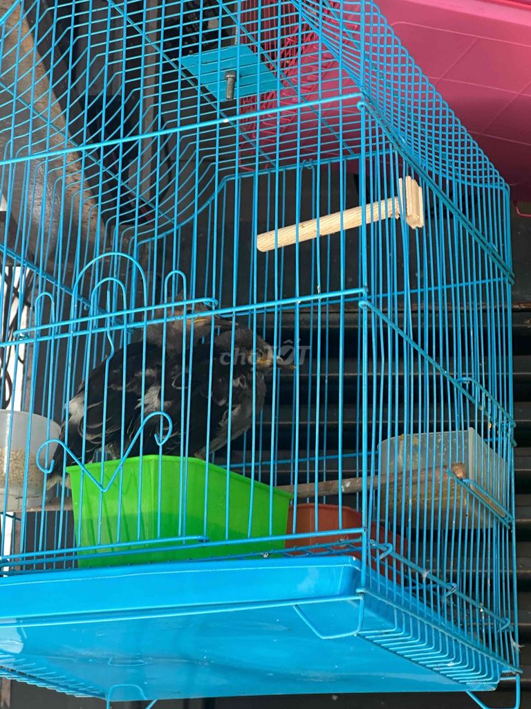 Chim Cưỡng non 1 triệu 2 con trống mái. Mua bán Chim tại Quận 7 Tp Hồ Chí Minh được đăng bởi Trần Vũ Linh hình 1