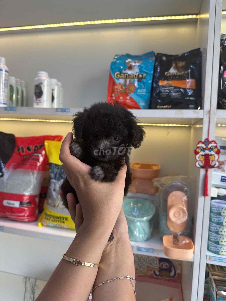 POODLE NÂU NHẠT  - POODLE  XÁM TÌM SEN IU IU 🥰. Mua bán Chó tại Quận Gò Vấp Tp Hồ Chí Minh được đăng bởi MiChi Poodle Home  hình 1