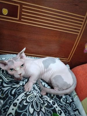 Meo sphynx bicolo đưc 8 tháng tuôi chân lùn đep.