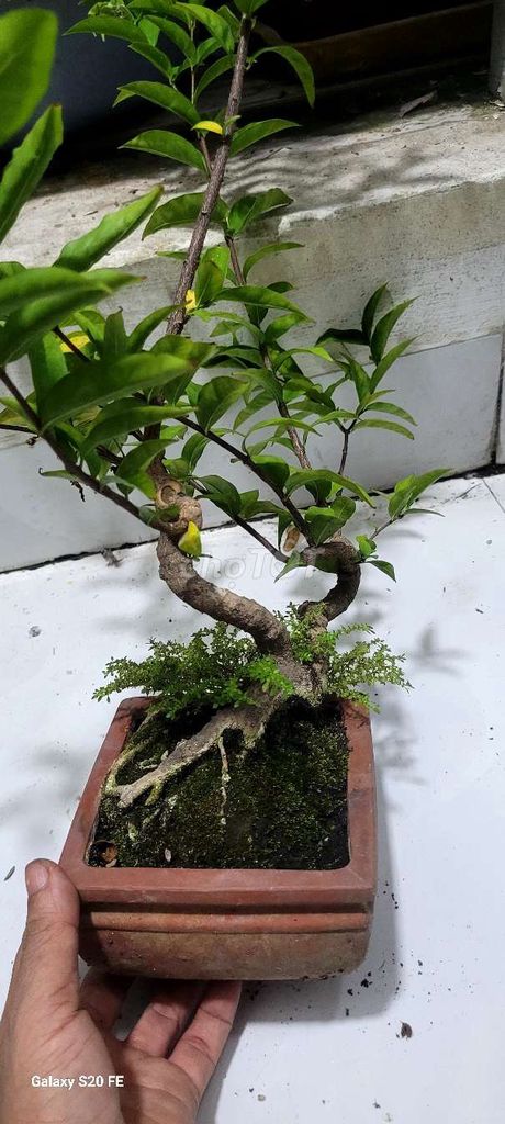 Mai chiếu thủy Mini . Mua bán Cây cảnh, đồ trang trí tại Thị xã Tân Uyên Bình Dương được đăng bởi Ngọc Anh  hình 1