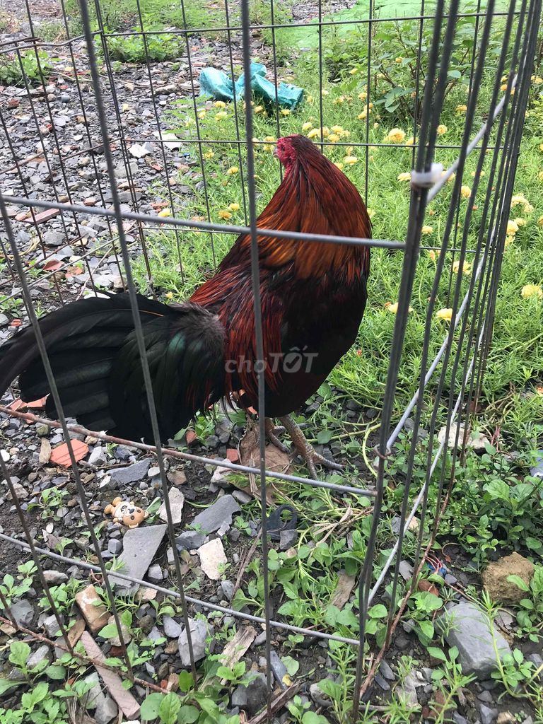 Gà tre Đỏ đen Đực 1.38 kg. Mua bán Gà tại Huyện Bình Chánh Tp Hồ Chí Minh được đăng bởi Vương hình 1