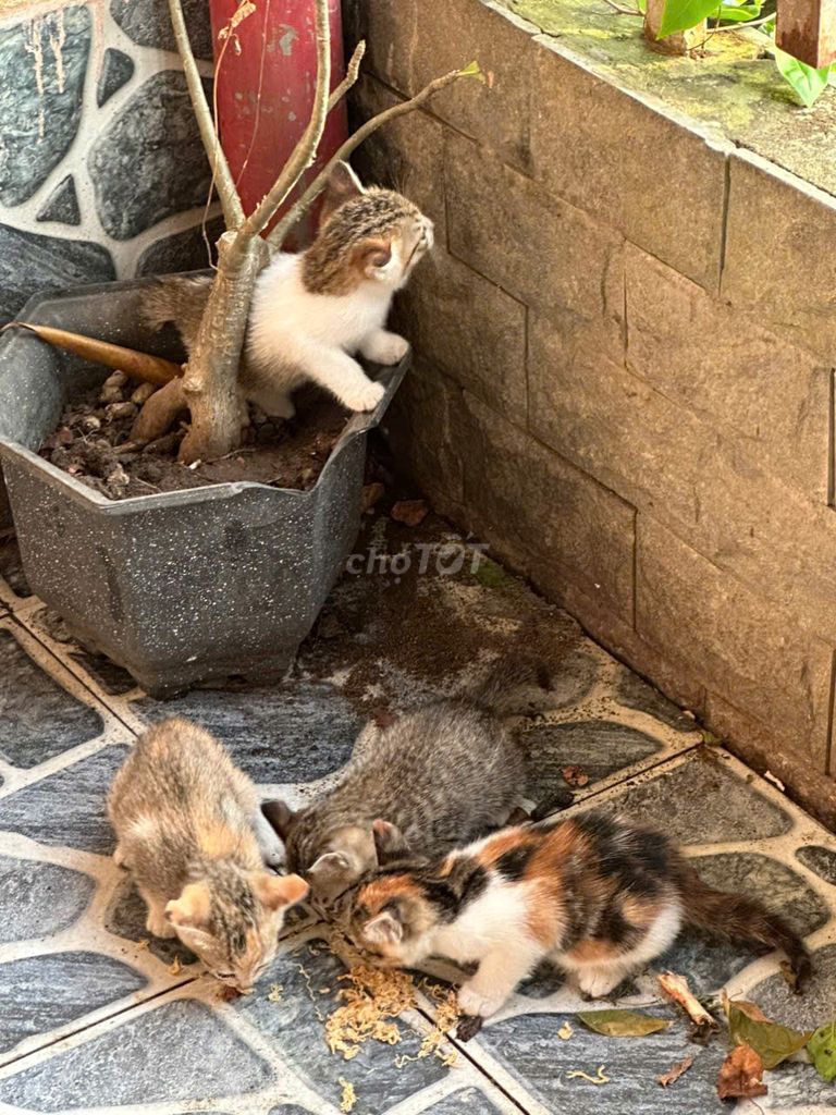 MÌNH CHO MÈO. Mua bán Mèo tại Thị xã Tân Uyên Bình Dương được đăng bởi Yen ngoc Ngo hình 1