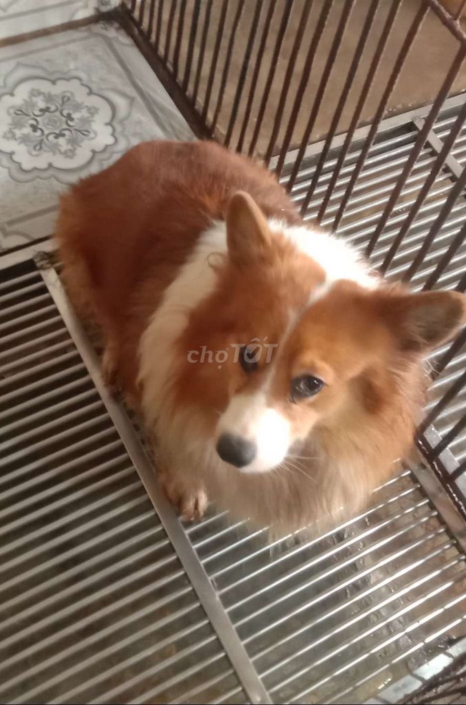 Corgi Trưởng Thành . Mua bán Chó tại Huyện Củ Chi Tp Hồ Chí Minh được đăng bởi le thi xuyen hình 1