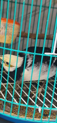 Cuon sờ gãi quấn chủ như cún. Mua bán Chim tại Thành phố Thủ Đức Tp Hồ Chí Minh được đăng bởi ba tơ