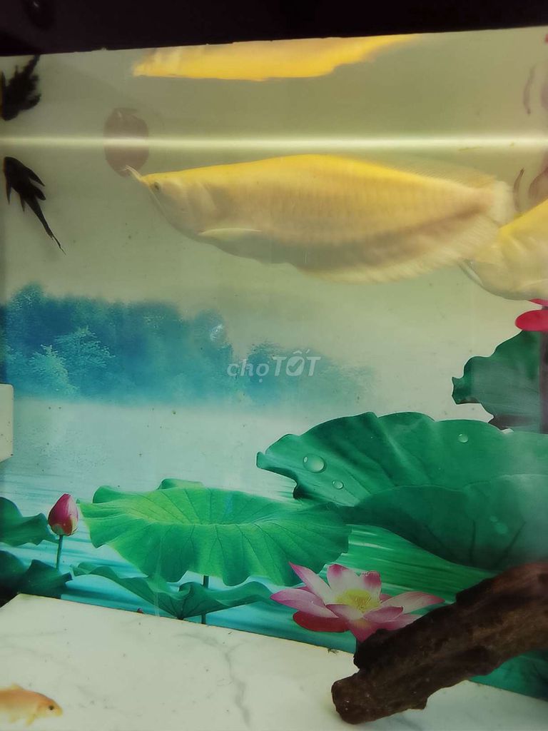 Bể cá cảnh kính 155x63x81 cm. Mua bán Phụ kiện, Thức ăn, Dịch vụ tại Thành phố Dĩ An Bình Dương được đăng bởi Bùi Anh Khôi hình 1