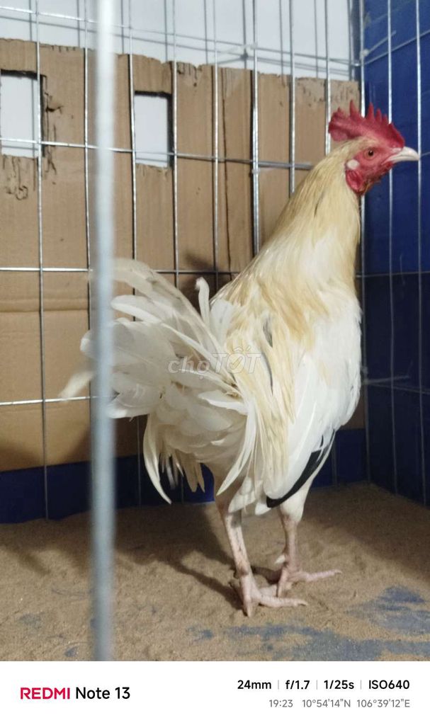 bướm Asll mỹ 2k150 trang dá 2k3-4. Mua bán Gà tại Huyện Hóc Môn Tp Hồ Chí Minh được đăng bởi hai gà lông gà tre  hình 1