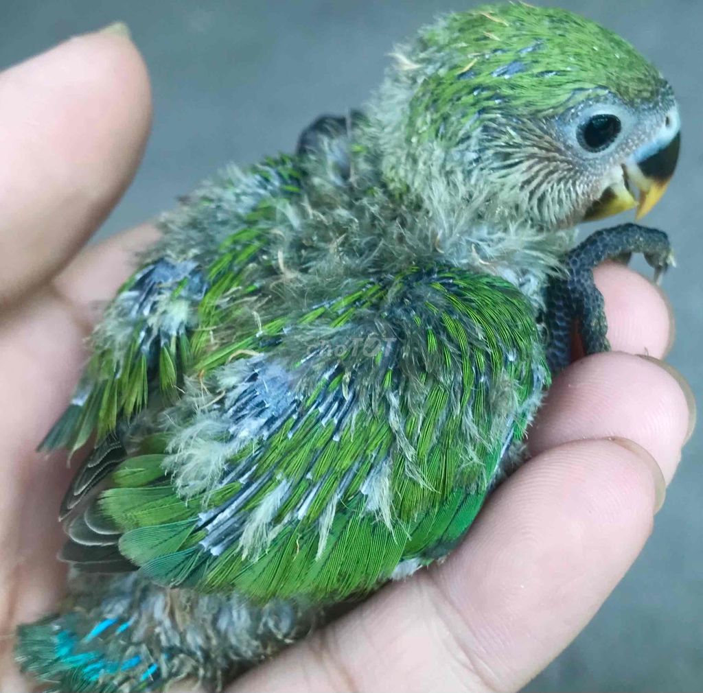 vẹt Lovebird baby siêu thân thiện