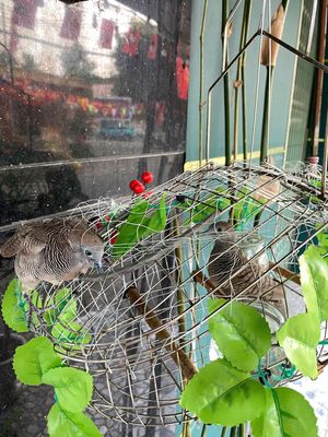 Cần giao lưu sang hút mật 7 màu Mái bổi.. Mua bán Chim tại Thành phố Thủ Đức Tp Hồ Chí Minh được đăng bởi Sài Gòn Cu Gáy 