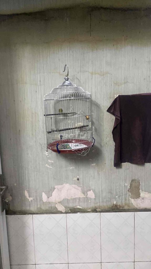 bộ khoen xanh một mùa. Mua bán Chim tại Quận 6 Tp Hồ Chí Minh được đăng bởi Hhhh hình 1