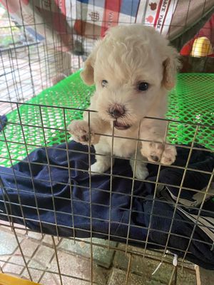 Chó Poodle Trắng lông xoăn