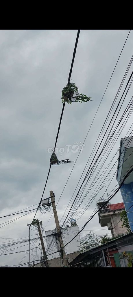 Chim cu mồi thanh lý ngày lễ