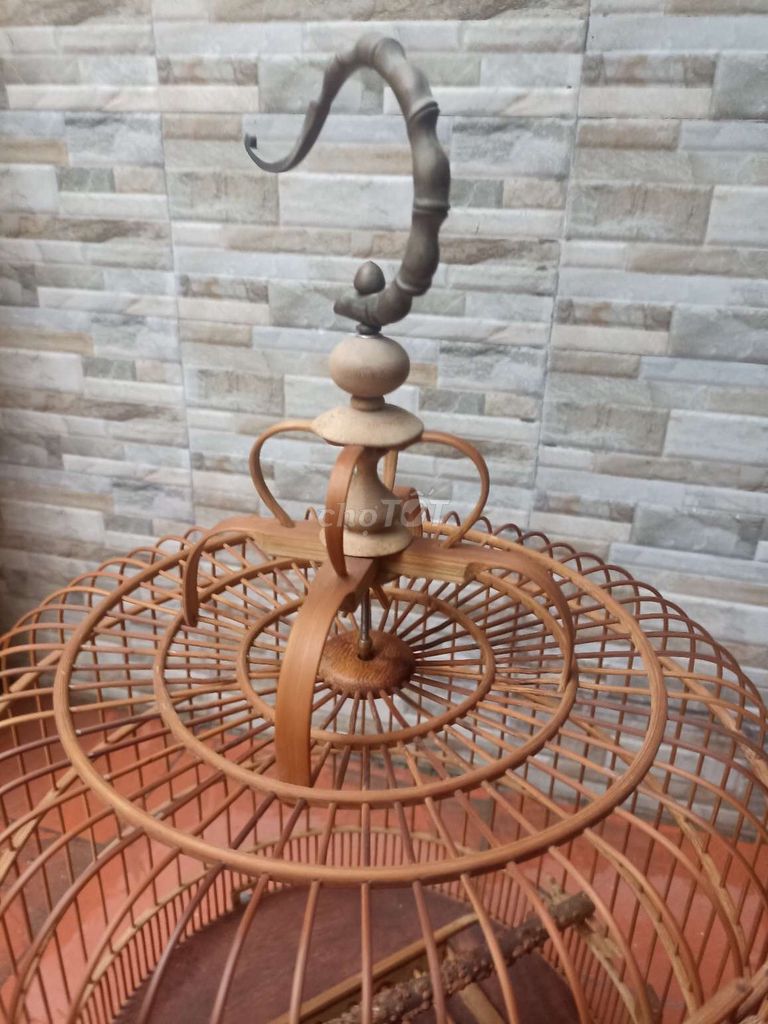 Hoạ mi trống