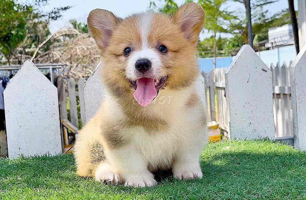 Bé cái tìm hai mũi corgi