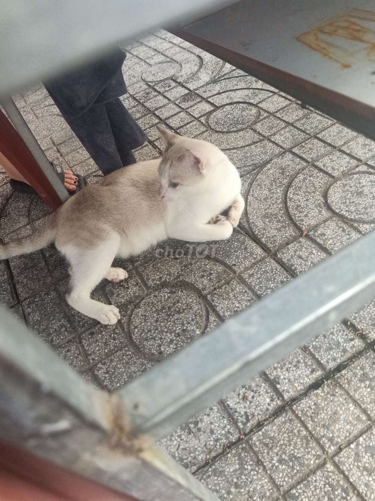 Mèo Anh Đực lông xám trắng. Mua bán Mèo tại Thị xã Bến Cát Bình Dương được đăng bởi gà tre hình 1