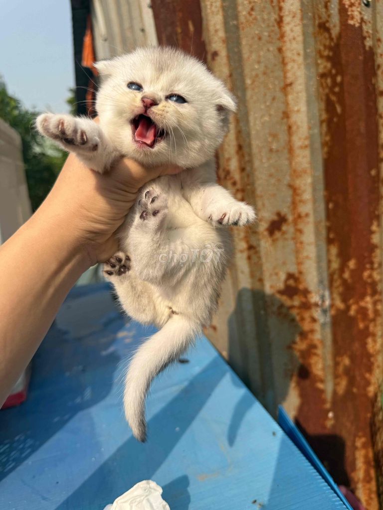 Mèo Anh lông ngắn Silver. Mua bán Mèo tại Quận 12 Tp Hồ Chí Minh được đăng bởi Y thanh hình 1