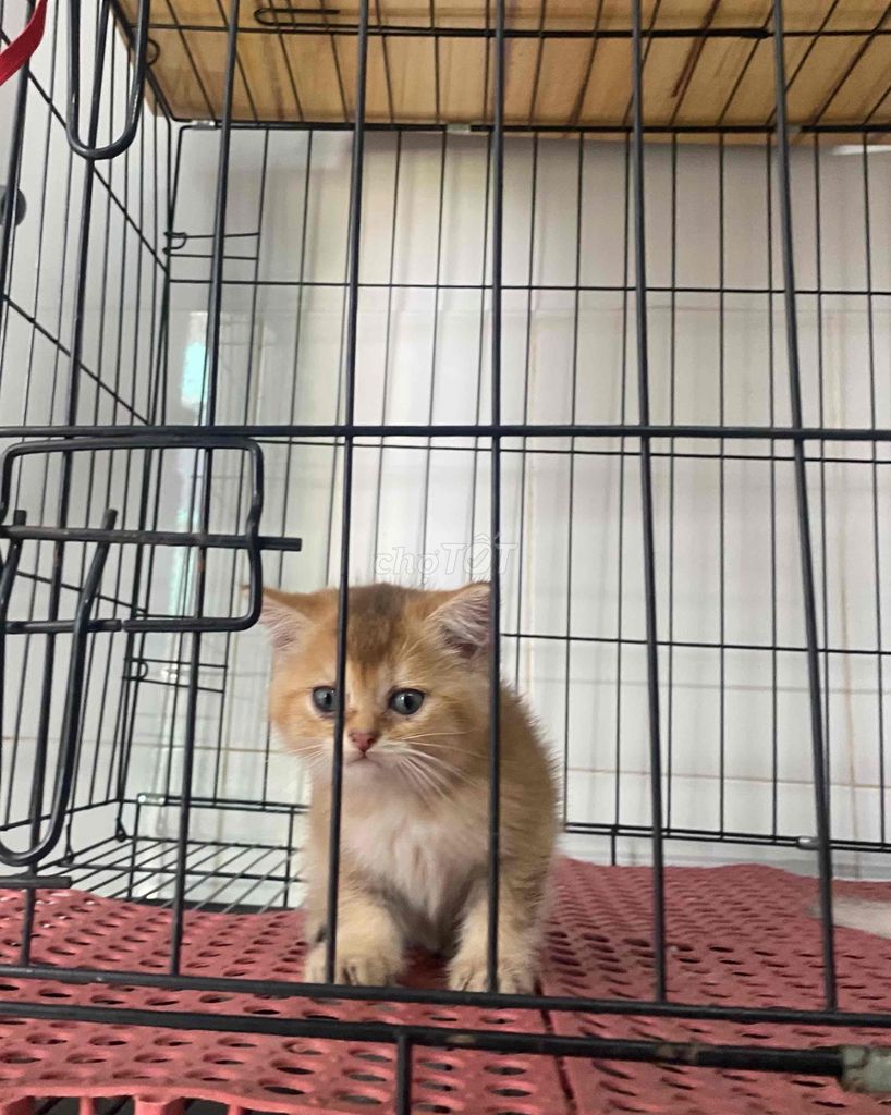 Bầy Mèo Con Golden Silver