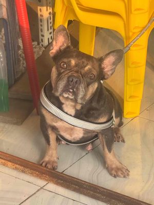 Chó Bull Pháp cái  đã tiêm ngừa. Mua bán Chó tại Huyện Tri Tôn An Giang được đăng bởi Nguyễn Yến Nhi