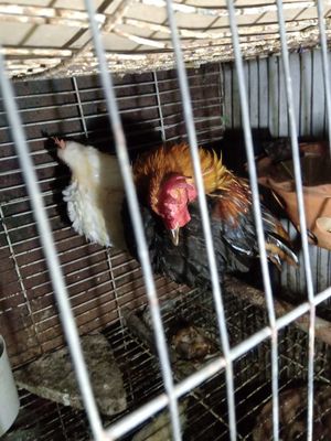 1 cặp 600k. Mua bán Gà tại Thành phố Trà Vinh Trà Vinh được đăng bởi th