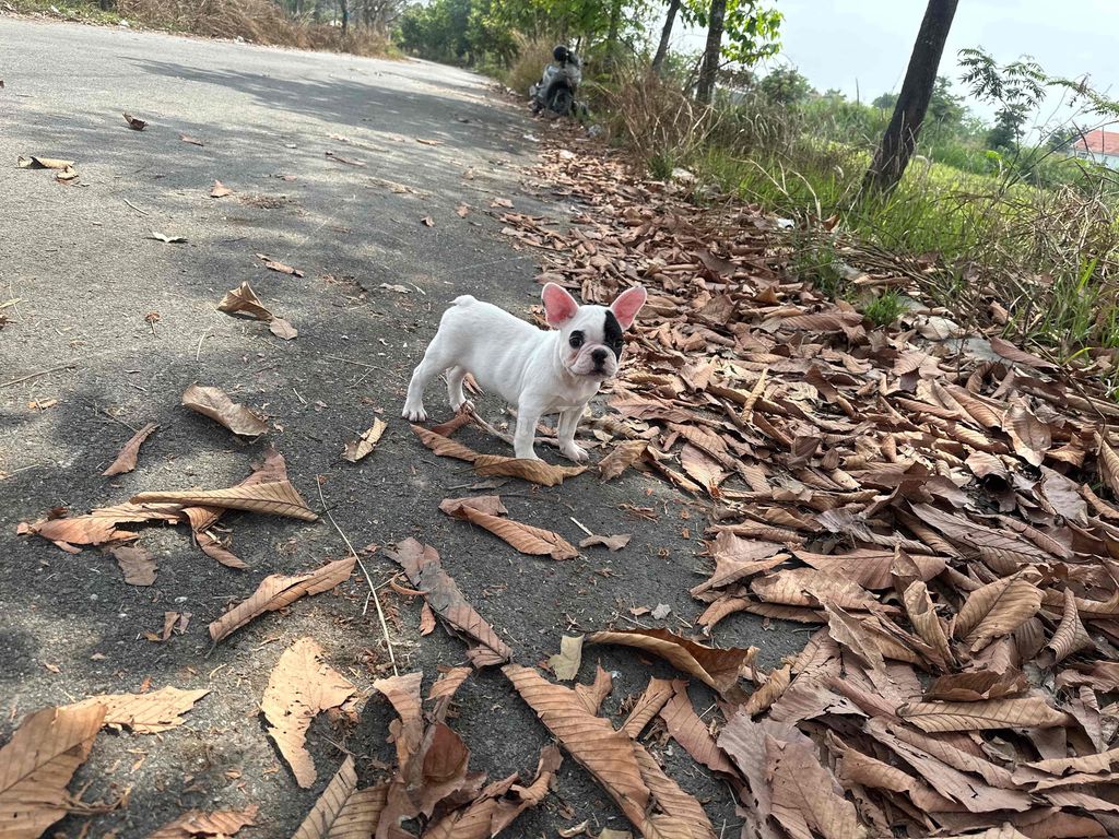 frenchbulldog - bull pháp bò sữa