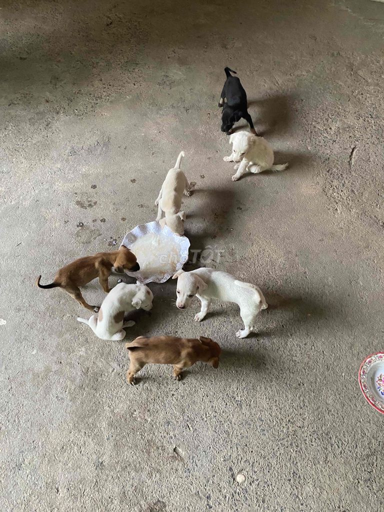Chó con nhiều màu cả hai. Mua bán Chó tại Huyện Dương Minh Châu Tây Ninh được đăng bởi Trần Nhật minh hình 1
