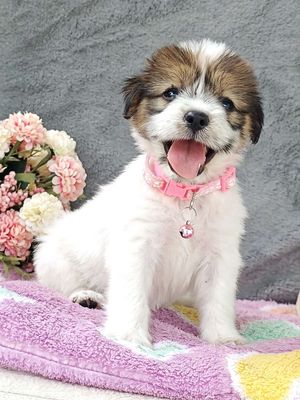 Gái Nhật F đáng yêu chào sen ạ🥰🥰🥰🐾🐾