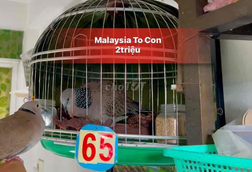 cu gáy Malaysia trống to con.nổi mạnh