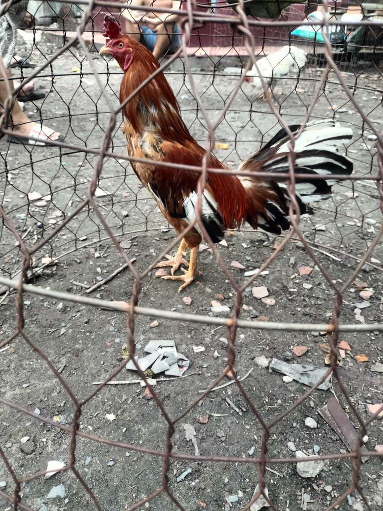Gà trống Nâu đỏ 2.7kg. Mua bán Gà tại Huyện Hóc Môn Tp Hồ Chí Minh được đăng bởi Ti hình 1