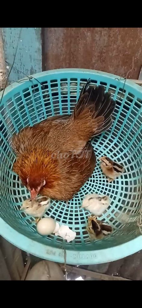 Gà mái tre  1kg2 đã có thành tích . Mua bán Gà tại Huyện Phú Tân An Giang được đăng bởi Chuyên cung cấp gà đá an giang hình 1