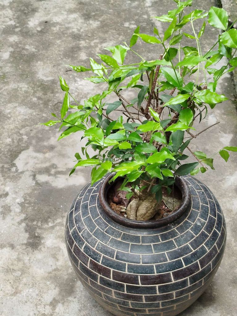 Cây cảnh Hồng ngọc mai 35cm Khoẻ. Mua bán Cây cảnh, đồ trang trí tại Quận Hoàng Mai Hà Nội được đăng bởi Nguyễn Minh Thoa hình 1