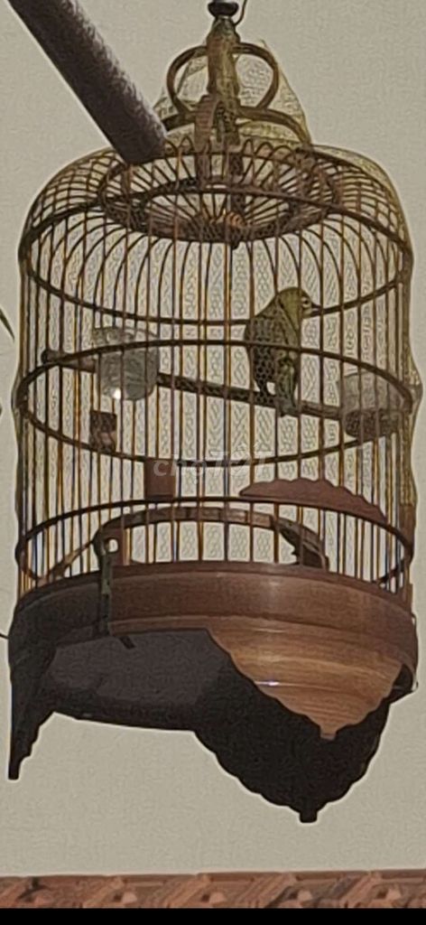 Chim Khoen xanh hơn mùa lông. Mua bán Chim tại Quận Phú Nhuận Tp Hồ Chí Minh được đăng bởi Phú nhuận  hình 1