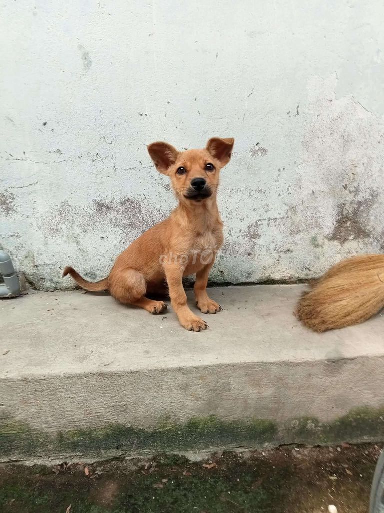 bé nhật lai phóc > Đực. Mua bán Chó tại Quận 12 Tp Hồ Chí Minh được đăng bởi tý hình 1