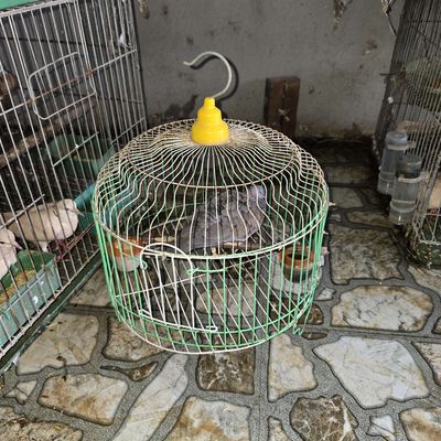Bán chim gáy trống mã đẹp căng 2 năm tuổi. Mua bán Chim tại Huyện Đông Anh Hà Nội được đăng bởi Đức Trọng