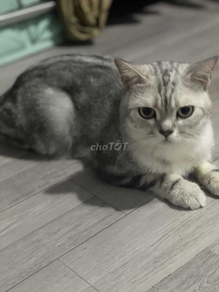Mèo Anh chân dài 1 năm. Mua bán Mèo tại Thị xã Tân Uyên Bình Dương được đăng bởi Dat Nguyen hình 1