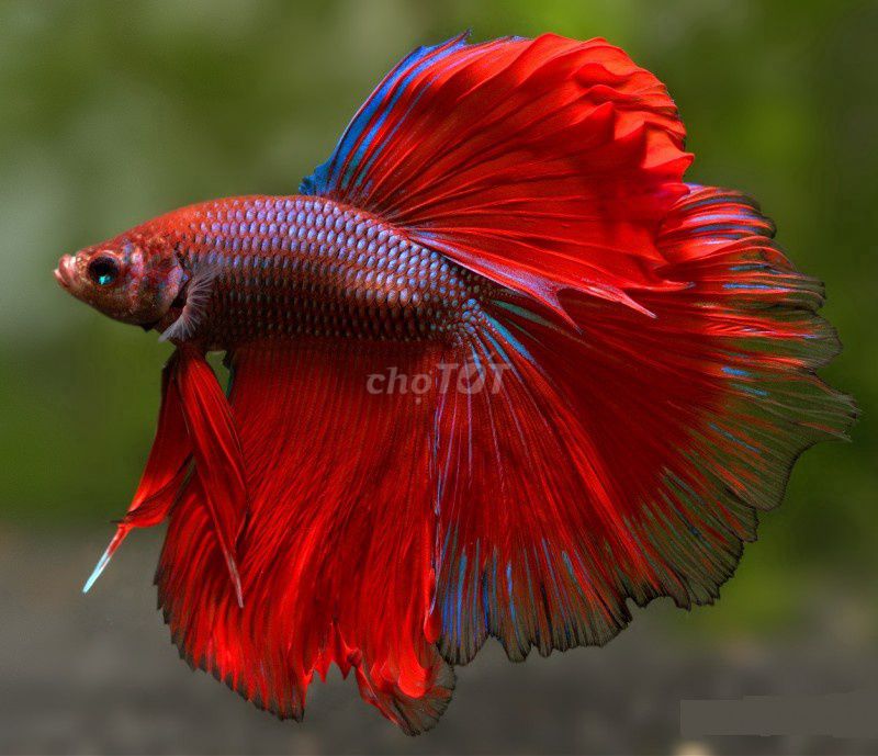 Cá Betta Halfmoon Đỏ xanh trắng đuôi Halfmoon. Mua bán Thú cưng khác tại Quận Hoàng Mai Hà Nội được đăng bởi Cá cảnh Kim Giang hình 1