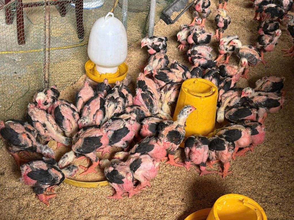 GÀ 2 THÁNG . Mua bán Gà tại Huyện Bình Chánh Tp Hồ Chí Minh được đăng bởi Gà Đông Tảo hình 1