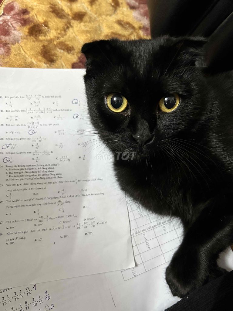 Mèo ALN tai cụp màu đen, thuần chủng 8 tháng tuổi