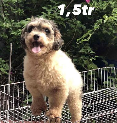 GIẢI TÁN POODLE VÍA MỀM NHŨN